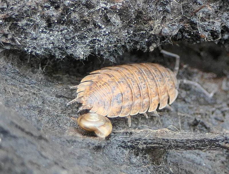 Rathke's woodlouse  (Trachelipus rathkii)