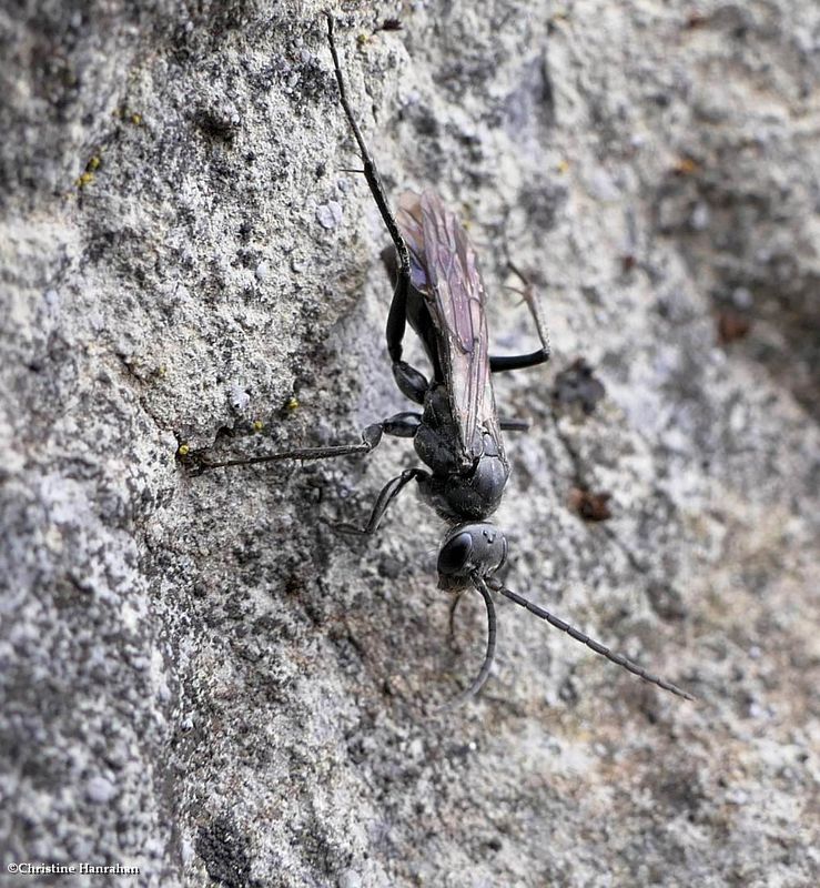 Spider wasp (Priocnemis minorata)