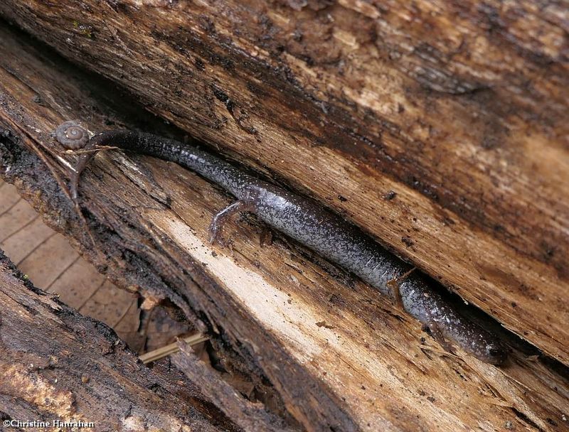Eastern red-back salamander  (Plethodon cinereus)