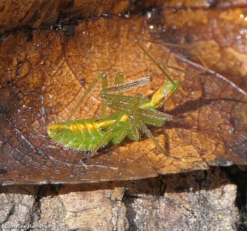 Pale Green assassin bug (Zelus luridus), nymph