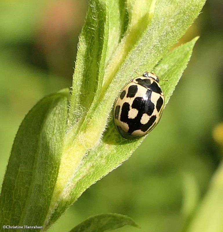 Fourteen-spotted spotted lady beetle (Propylea quatuordecimpunctata)