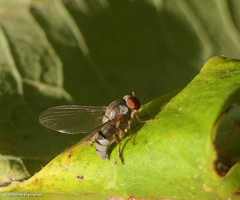 Flat-footed Flies  (Family: Platypezidae)