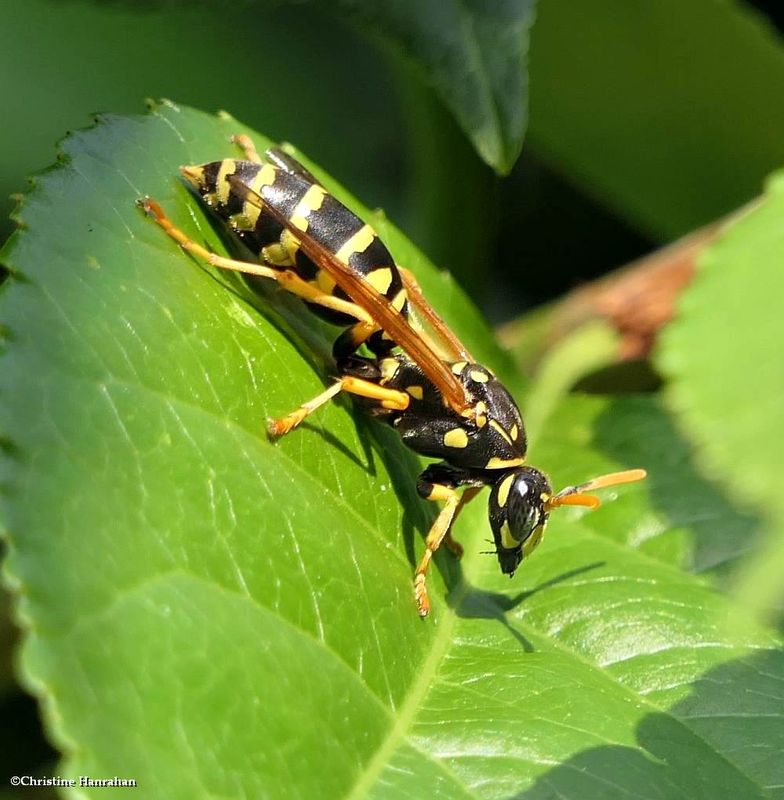 Paper wasp (<em>Polistes dominula</em>)