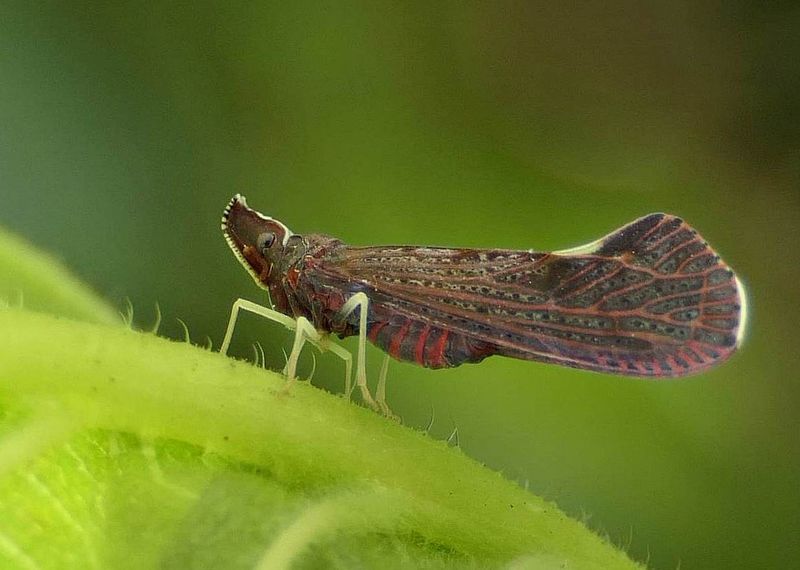 Derbid planthopper (Apache degeeri)