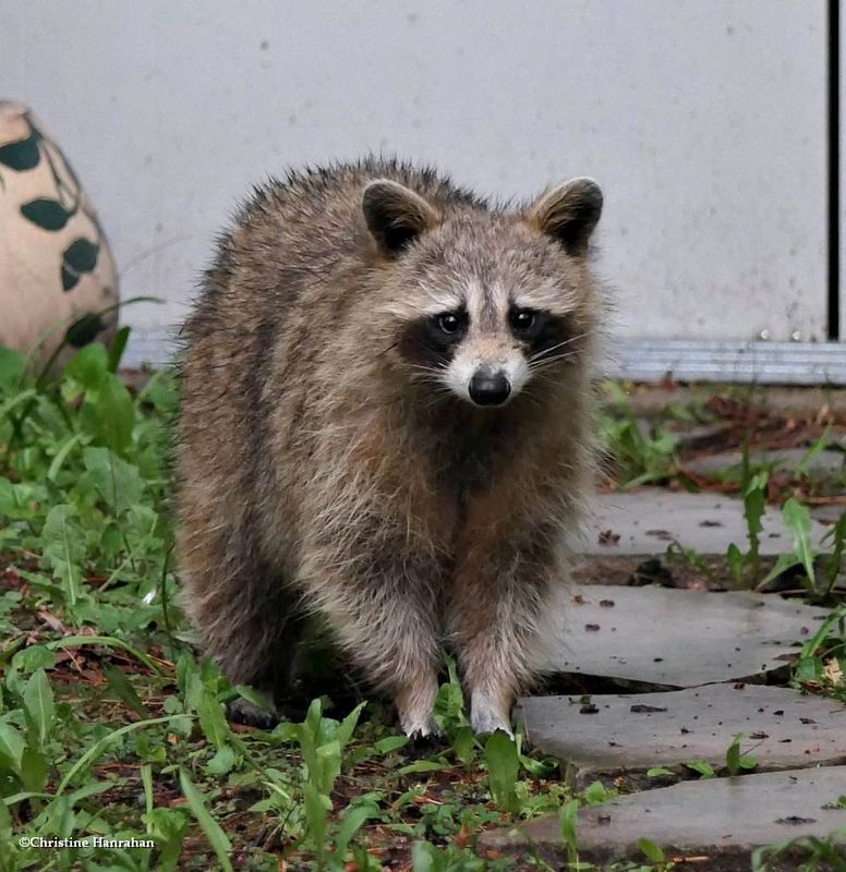 Raccoon