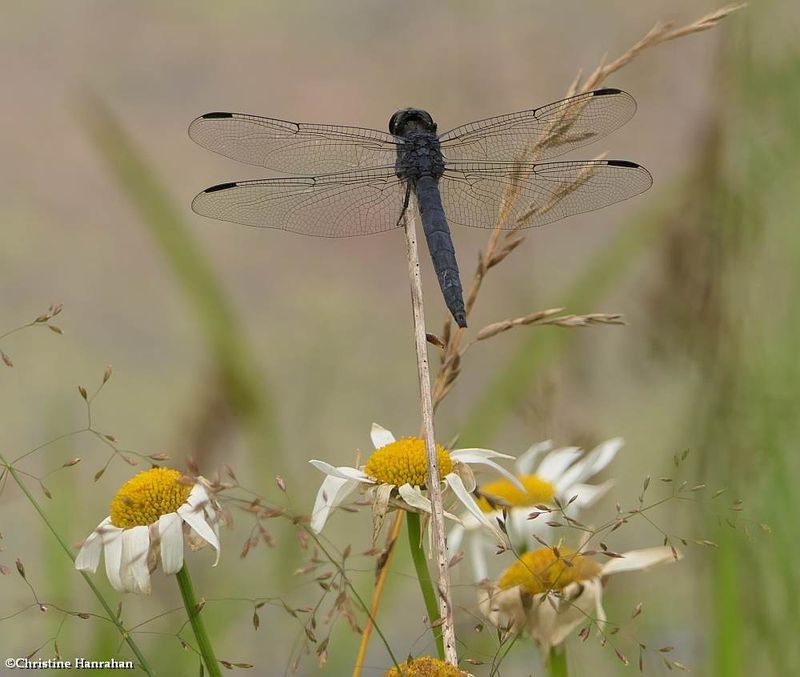 Slaty skimmer  (Libellula incesta), male