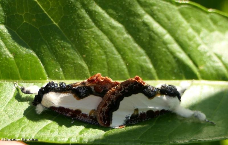 Pearly wood nymph moths  (Eudryas unio), #9299