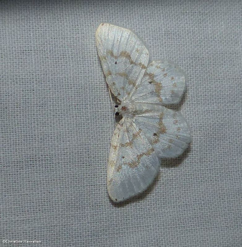 Fragile white carpet moth   (Hydrelia albifera), #7423