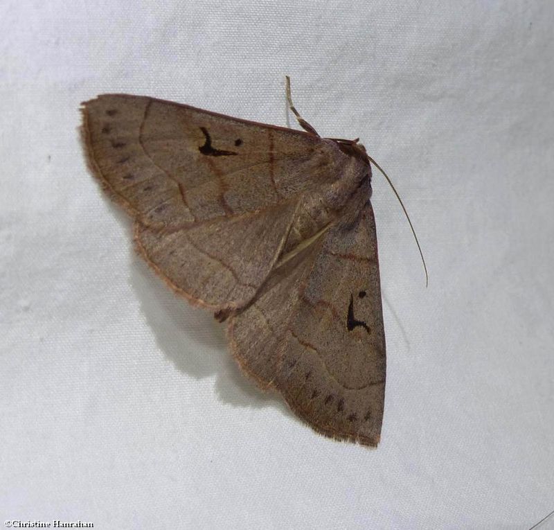 Brown panopoda moth  (Panopoda carneicosta), #8588