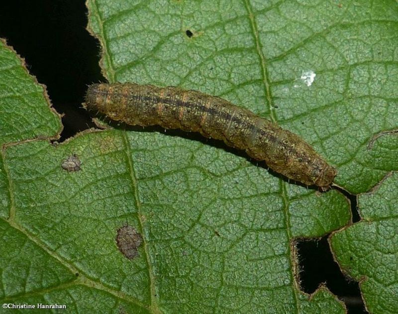 Noctuid moth caterpillar (Zanclognatha pedipalis)??