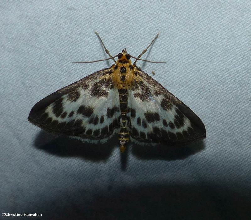 Small magpie moth  (Anania hortulata),  #4952