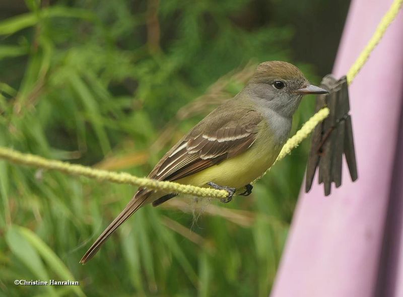 Great crested flycatcher