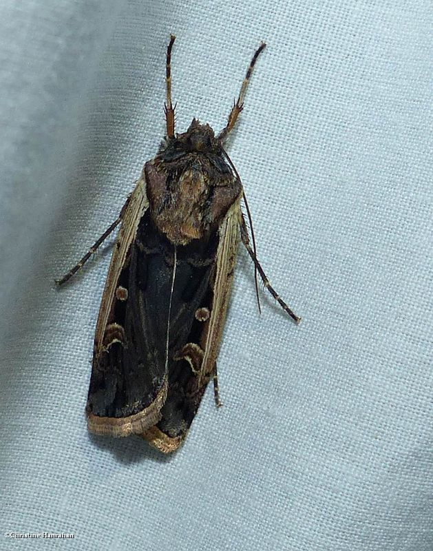 Western bean cutworm moth  (Striacosta albicosta), #10878