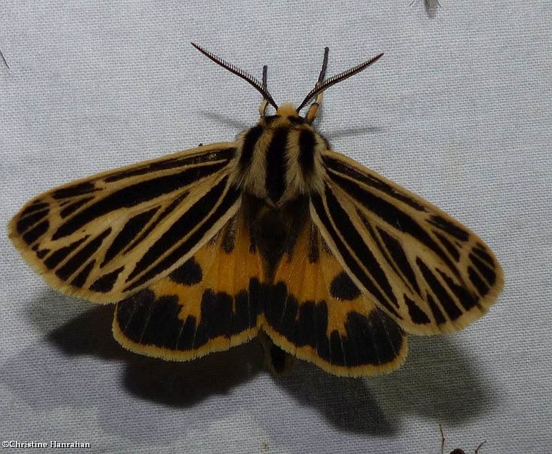 Little virgin tiger moth  (Apantesis virguncula), #8175