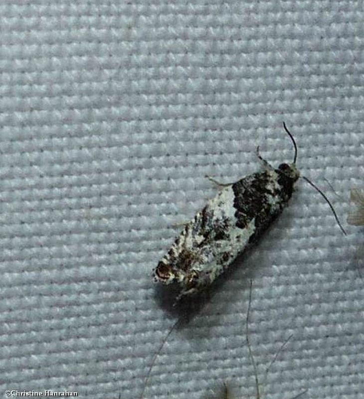 Leafroller moth (Gypsonoma adjuncta), #3229