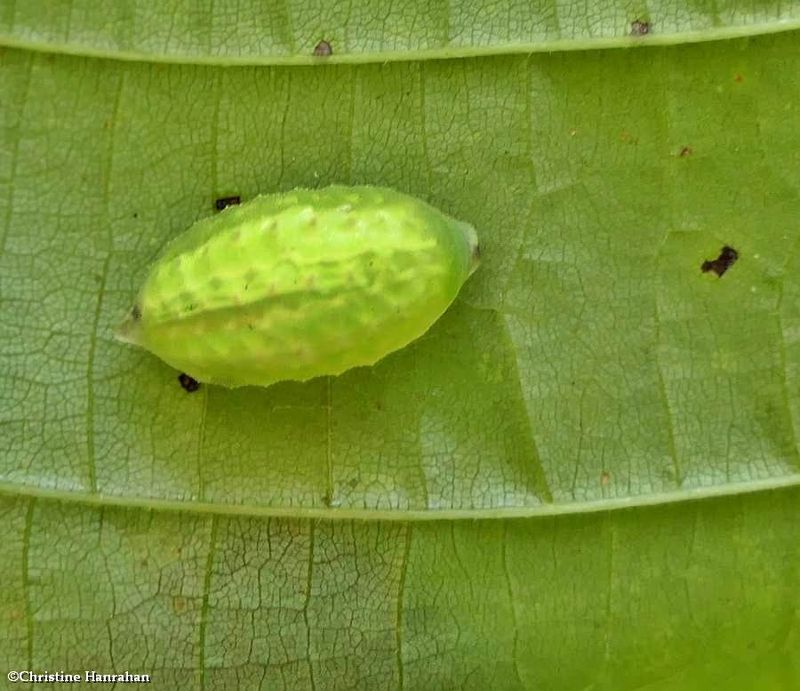 Yellow-collared slug moth caterpillar (Apoda y-inversa), #4667