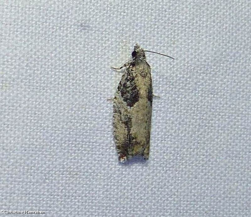Grey aspen bell moth (Epinotia cinereana), #3307
