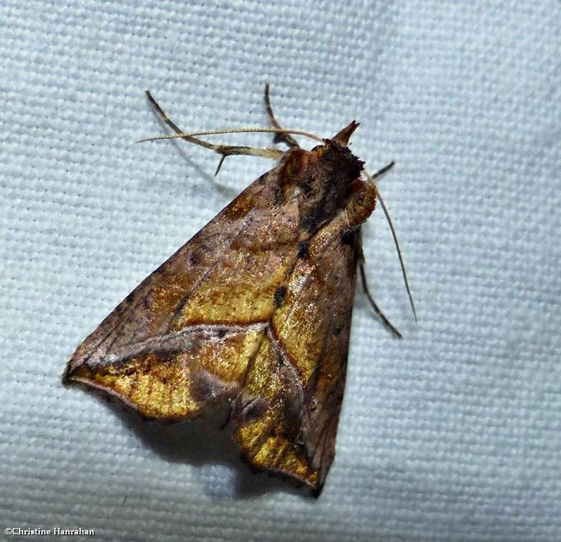 Straight-lined looper moth (Pseudeva purpurigera), #8899