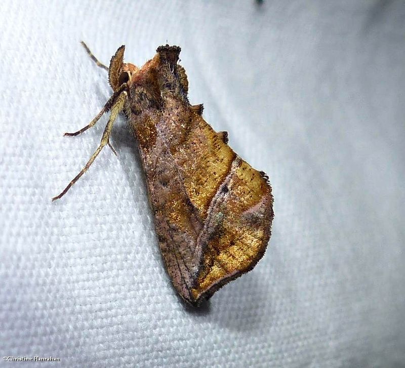 Straight-lined looper moth (Pseudeva purpurigera), #8899