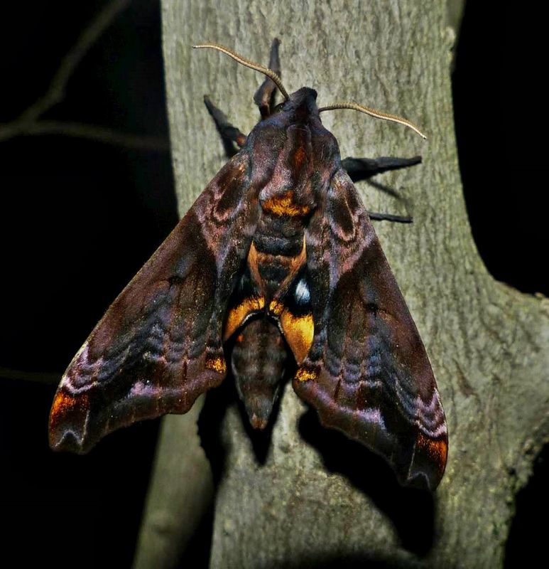 Small-eyed sphinx moth   (Paonias myops), #7825