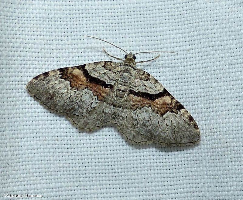 Packard's carpet moth  (Xanthorhoe packardata), #7369