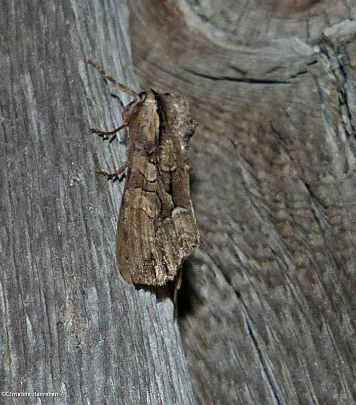 Speckled cutworm moth (Lacanobia subjuncta), #10299