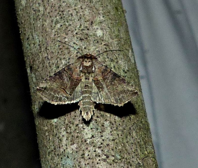 Spectacled nettle moth  (Abrostola urentis), #8881