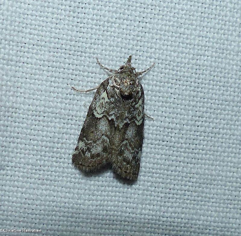 Frigid owlet moth (Nycteola frigidana), #8975