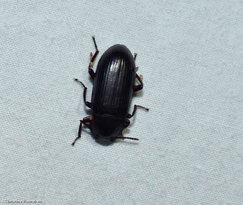 Darkling Beetles (Family: Tenebrionidae)