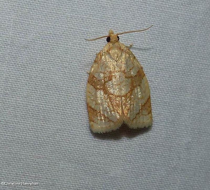 Shimmering gold adoxophyes moth  (Adoxophyes negundana), #3691