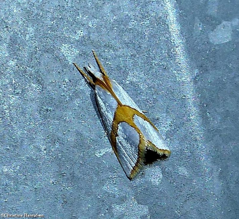 Curve-lined vaxi moth (Vaxi auratella), #5465