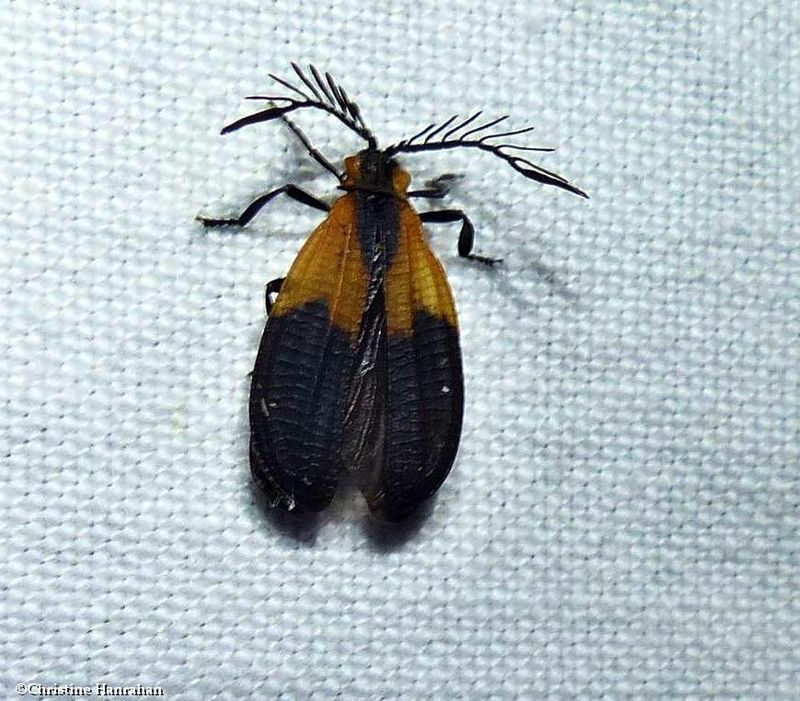 Net-winged beetle (Caenia dimidiata)