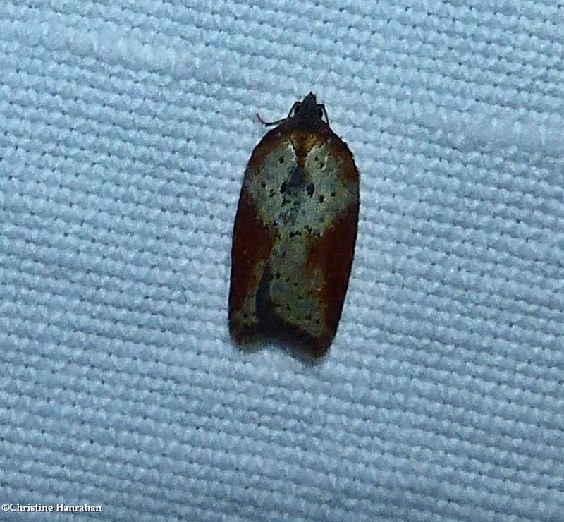 Viburnum acleris moth (Acleris viburnana), #3527