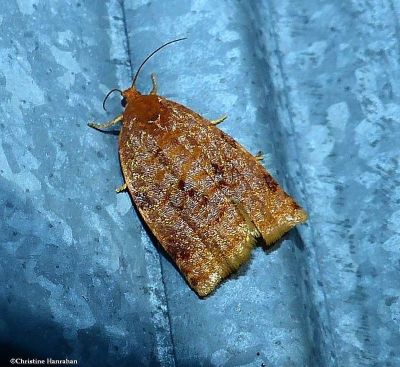 Ugly nest caterpillar moth (Archips cerasivorana), #3661