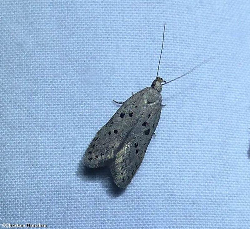 Ten-spotted honeysuckle moth (Athrips mouffetella), #1852