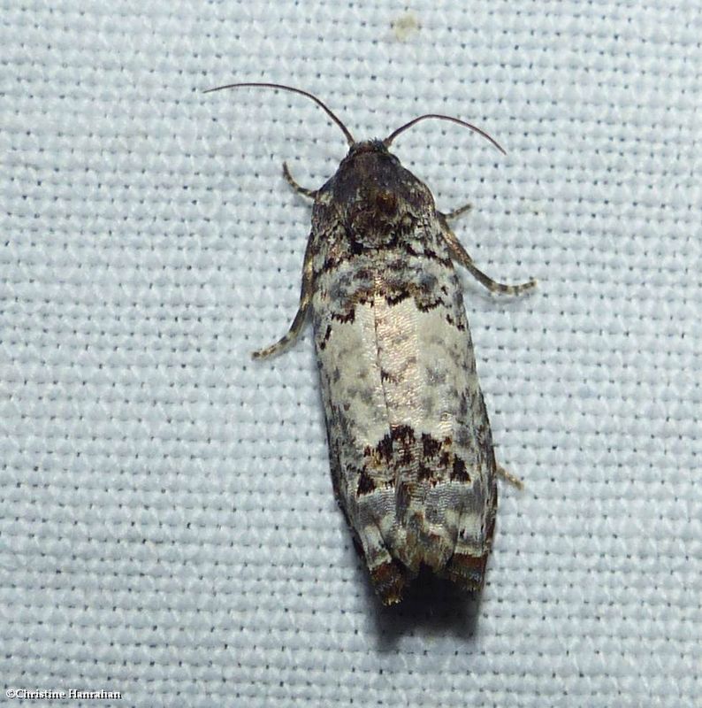 Tortricid moth (Epiblema)