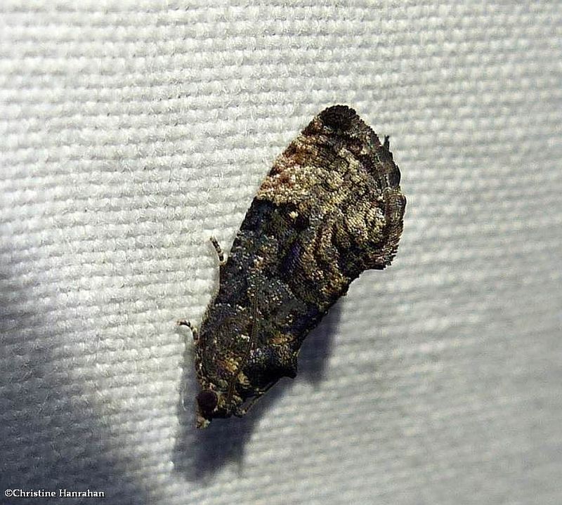 Dotted Gymnandrosoma moth (<em>Gymnandrosoma punctidiscanum</em>), #3495