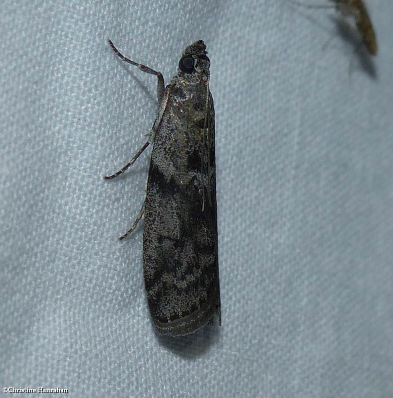 Pyralid moth (Phycitini)