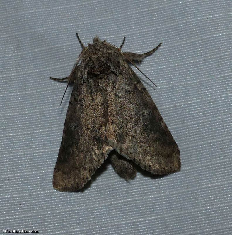 Variable oakleaf caterpillar moth (<em>Lochmaeus manteo</em>), #7998