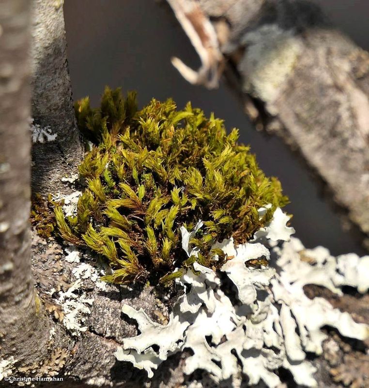 Moss and Lichens