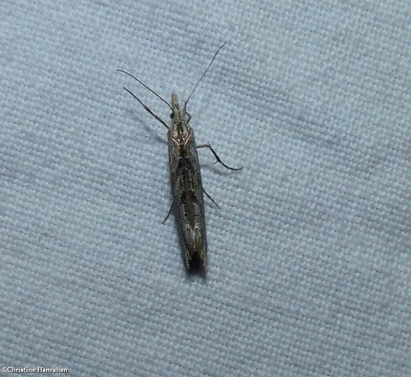  Ypsolopha falciferella moth (Ypsolopha falciferella), #2380