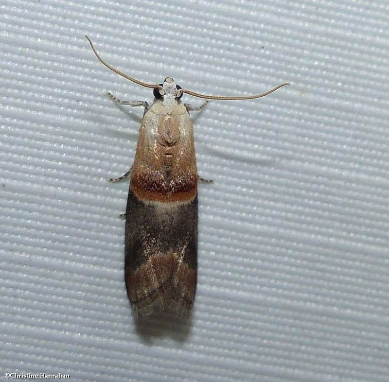 Walnut shoot moth  (Acrobasis demotella), #5674