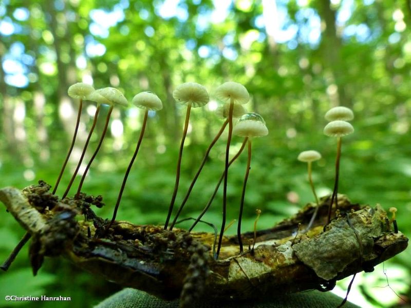 Mushrooms (Marasmius)