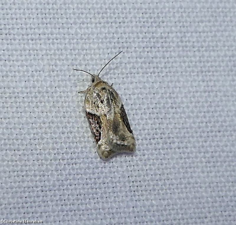 Forbes' acleris moth (Acleris forbesana), #3525