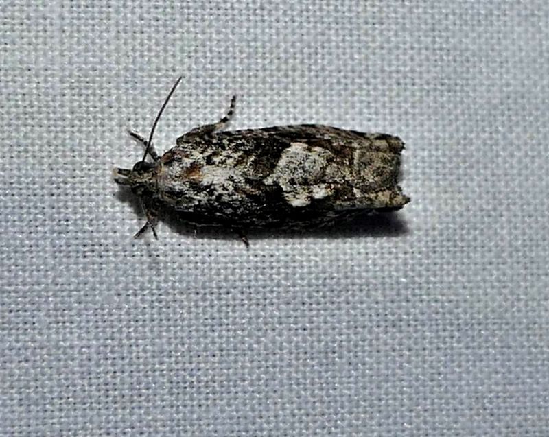 Maple trumpet skeletonizer moth (Catastega aceriella), #3334
