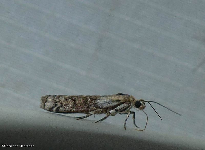 Pyralid moth (Tribe phycitini)