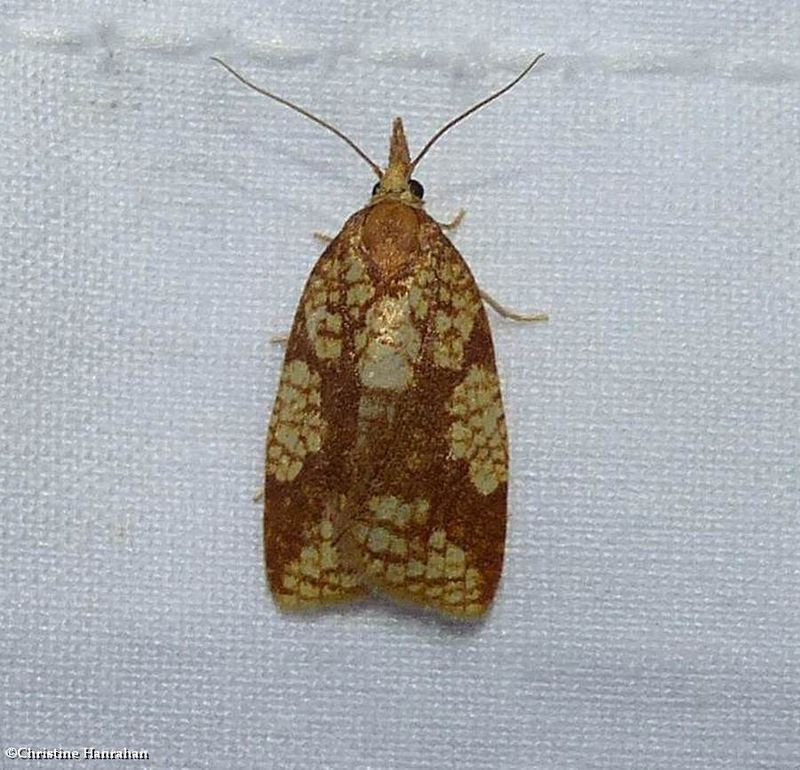 Tortricid moth (Cenopis ferreana), #3720.1