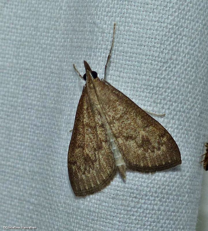 Dogbane saucrobotys moth (Saucrobotys futilalis), #4936