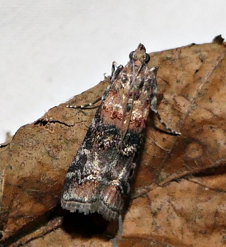 Zimmerman pine moth (Dioryctria zimmermani), #5852