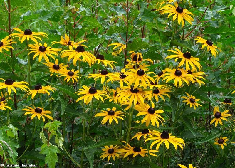 Black-eyed Susan (Rudbeckia fulgida)